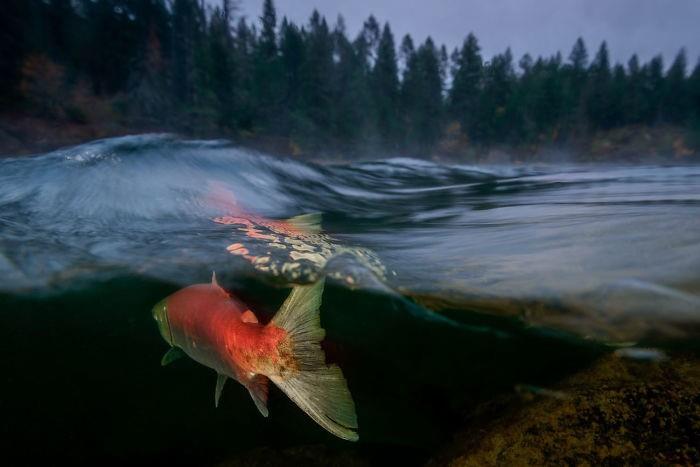 vedenalaisia ​​kuvia metsästä ja upeista kaloista