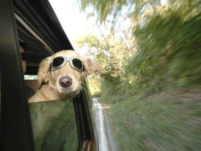 loma koiran kanssa koiran täytyy tuntea olonsa mukavaksi autossa