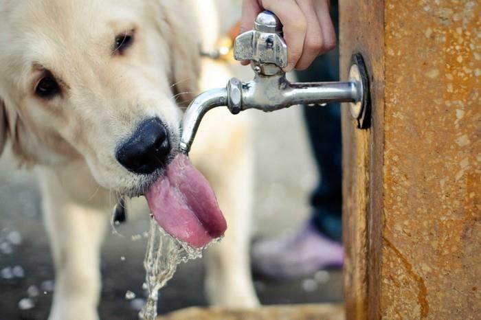 matka ja loma koiran kanssa juo tarpeeksi vettä
