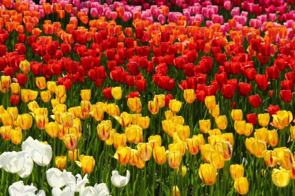 lomakohteet Eurooppa berliini tulppaani britzer garden