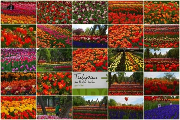 lomakohteet Eurooppa Berliini Tulipan