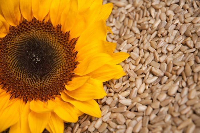 vegaanisen suklaan reseptituotteet auringonkukansiemenet