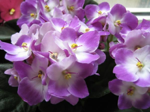 violetit helppohoitoiset violetit kukat vihreät kasvit