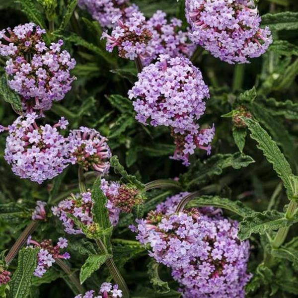 verbena verbena mehiläisystävälliset perennat puutarhakasvit