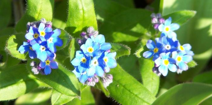 Unohda minua-Myosotis sylvatica puutarhakasviideoita