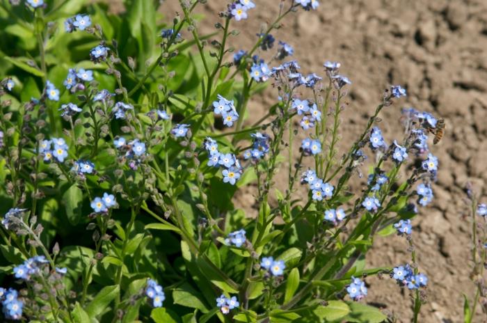 Unohda minua-Myosotis sylvatica pienet kukat