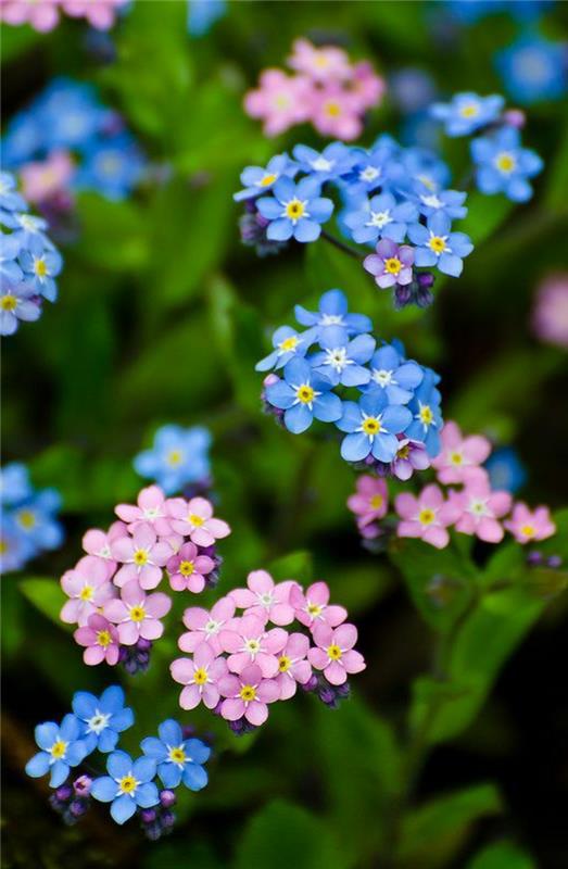 Unohtumaton kukka Myosotis sylvatica -kukat