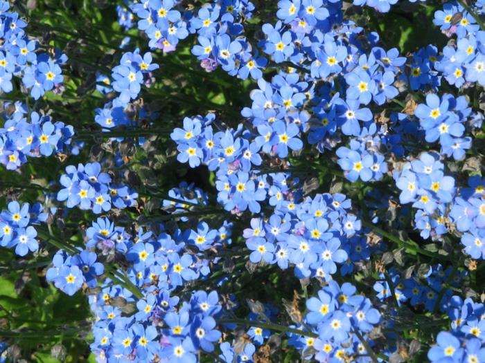 Unohtumaton kukka Myosotis sylvatica puutarhakasvi