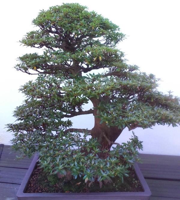 erilaisia ​​suuria bonsai -puun oksia