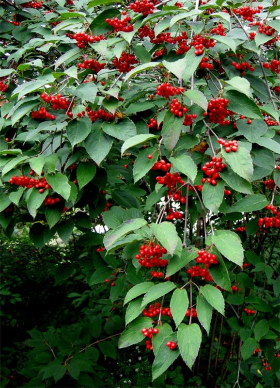Viburnum kasvit puutarhan suunnittelu ideoita
