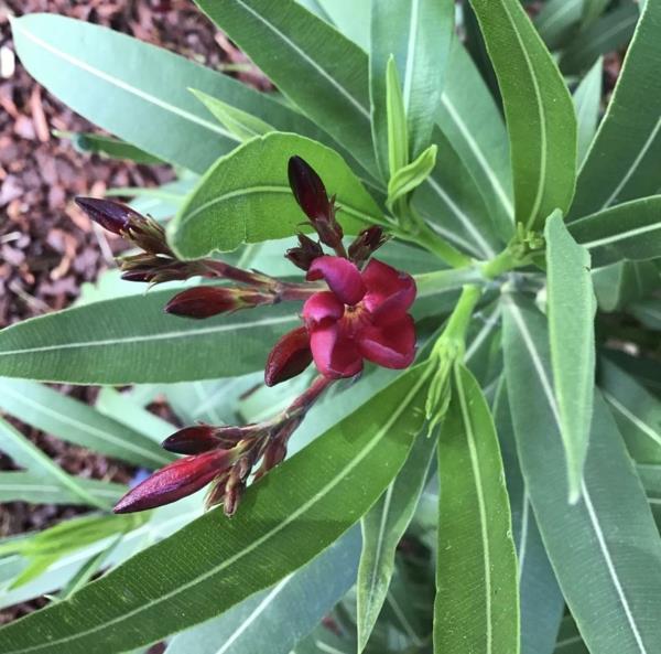 violetti kukat oleander hoito