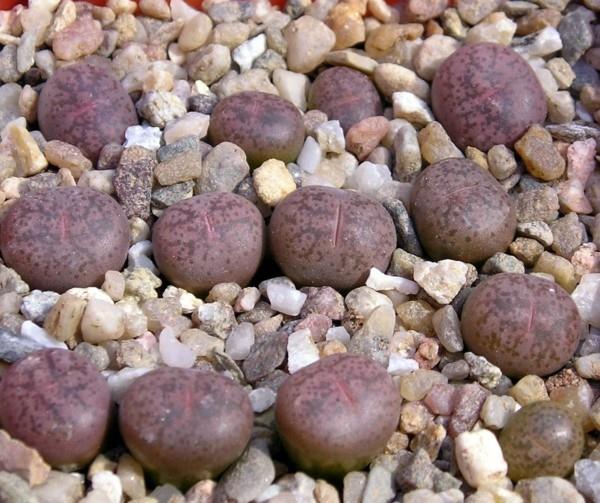 Lithops coleorum elävät kivet
