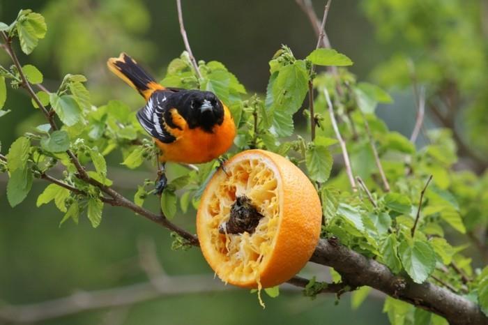 rakenna itse lintujen syöttölaite appelsiininkuori