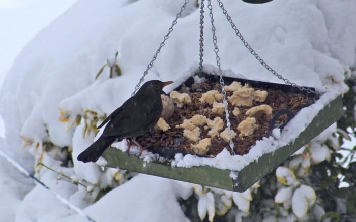 Rakenna oma lintujen syöttölaite blackbird