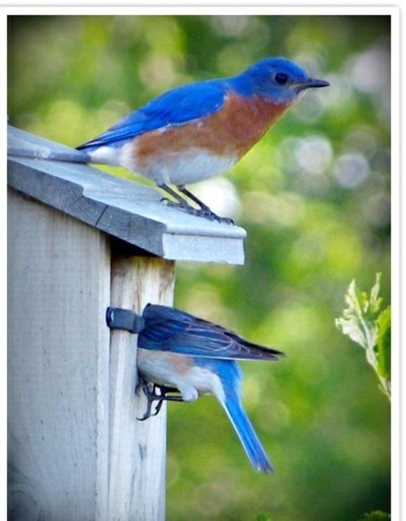rakenna birdhouse puu ympäristöystävällinen sininen lintu