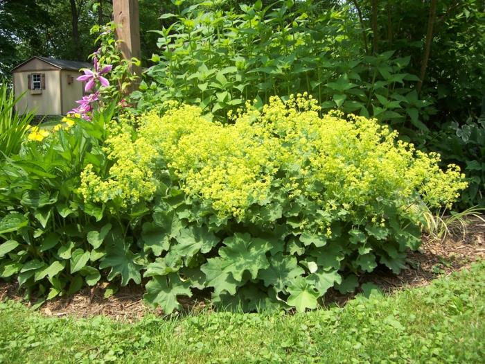 etupihan kasvit Alchemilla mollis puutarhan suunnitteluideoita