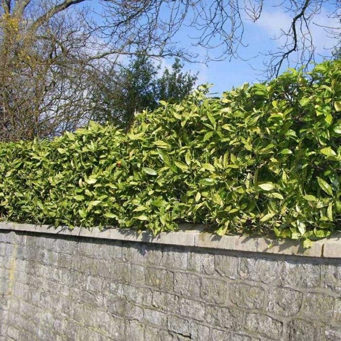 etupihan kasvit Aucuba japonica puutarhan seinän pensasaita