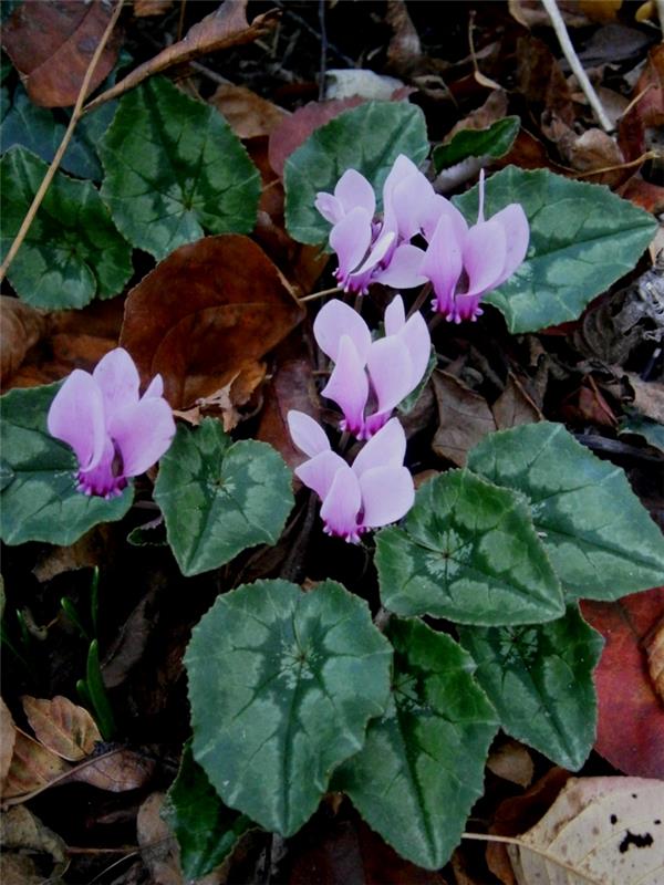 etupihan kasvit cyclamen hederifolium puutarhan suunnitteluideoita