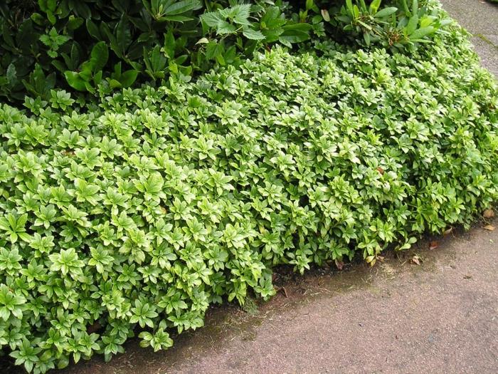 etupihan kasvit pachysandra -puutarhan suunnitteluideoita