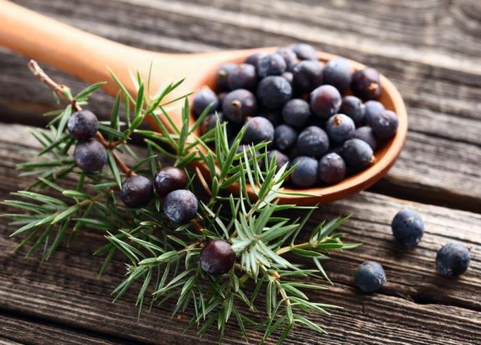 katajanmarjojen elämäntrendit