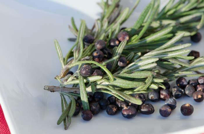 kataja käyttää aromaterapiaa katajan marjoja