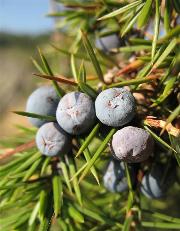 katajanmarjan terveys vaikuttaa elämäntapaan