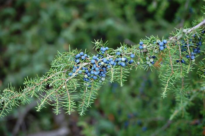 katajanmarjat sininen terveellinen aromaattinen