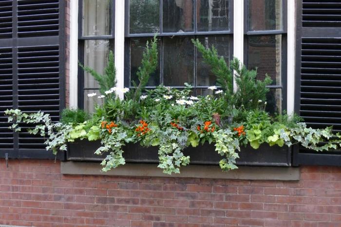 katajanmarjat koristeelliset ikkunan koristeluyhdistelmät kukat