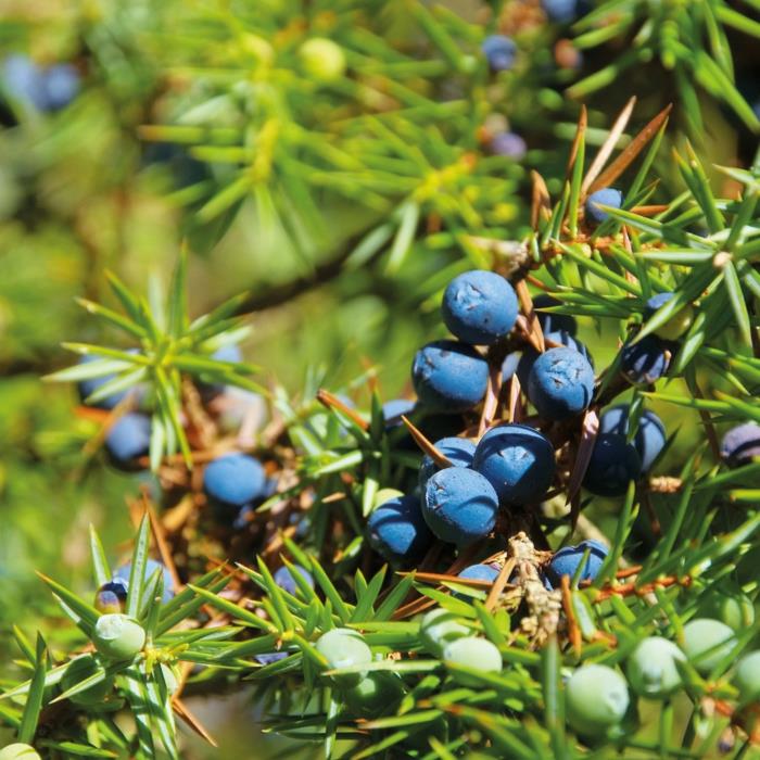 katajan marjojen viina -sovellus