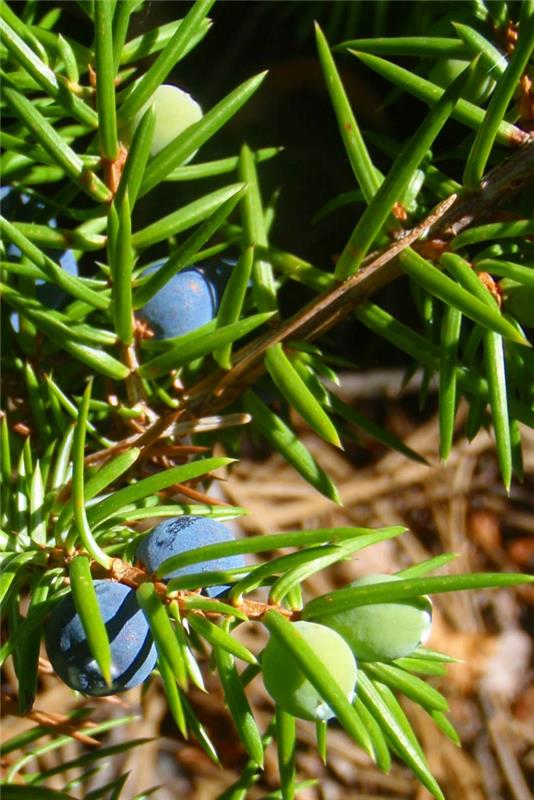 katajanmarjat hyödyllistä tietoa sovellus eri aloilla