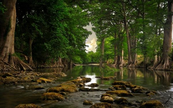 metsäpuita joki luonto nauttia rentoutua