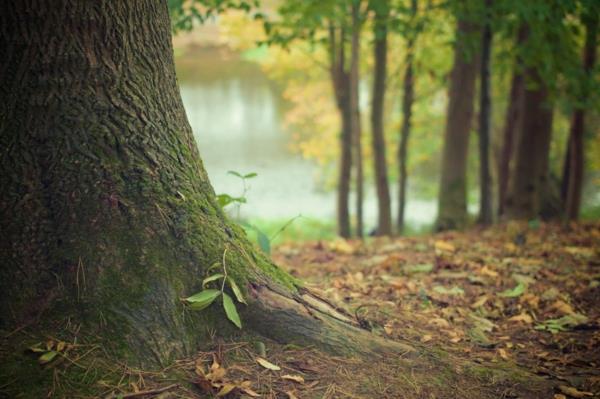 metsä uiminen mindfulness luontohoito