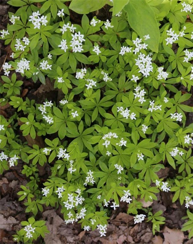 waldmeister galium odoratum varjostavat maanpeitekasveja