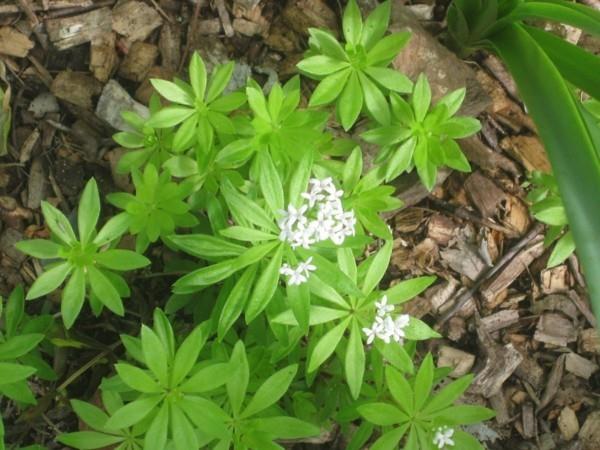 waldmeister -reseptit tekevät limonadista itsestäsi aromin