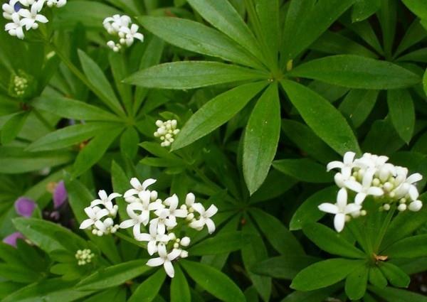 waldmeister reseptit limonadi tehdä oman kasvin lähellä