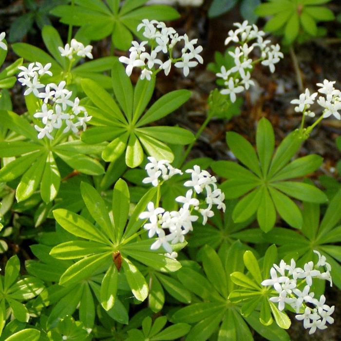 waldmeister reseptit kasvi