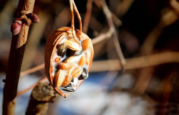 saksanpähkinänkuoren kookosrasvansiemenet tekevät tittimakeita itse