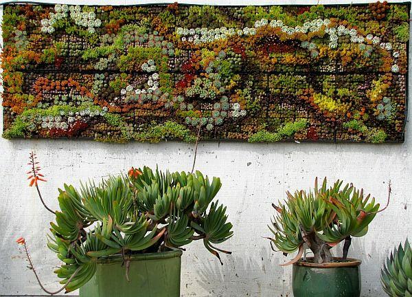 seinäsuunnittelukasvit rasvakasvit kaktukset tuoreus seinäkoriste