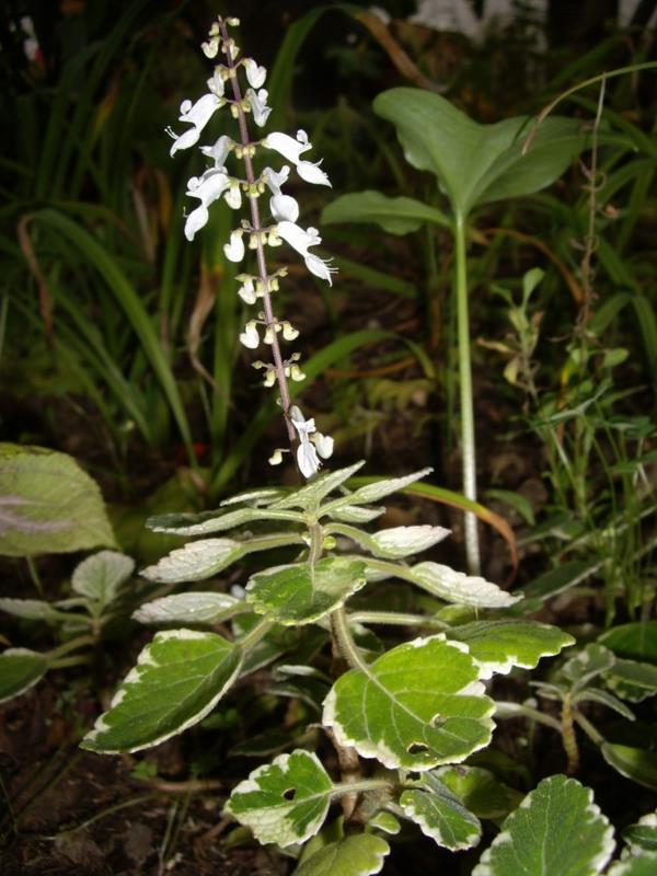 valkoinen kukka suitsukekasvi