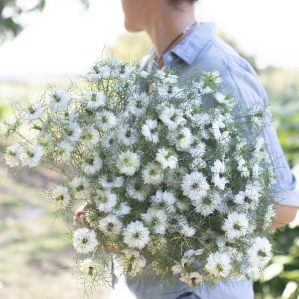 valkoiset kukat nigella damascena