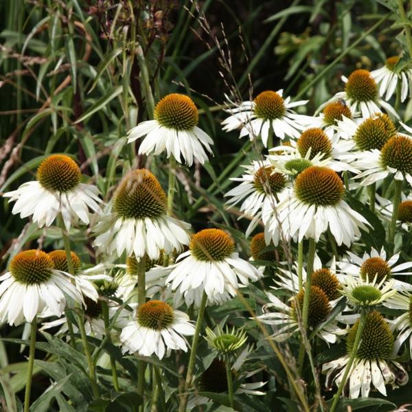 valkoinen echinacea -kasvi