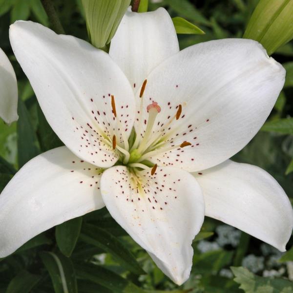 valkoinen lilja puutarhakasvit kukat merkitys