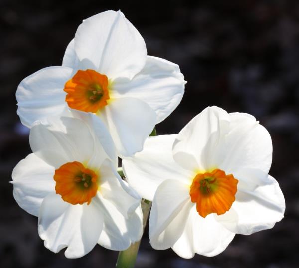 valkoinen narsissin kevään kukkien koristelu