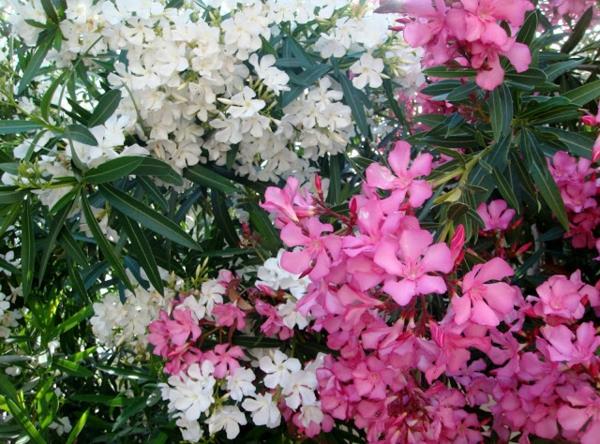 valkoiset vaaleanpunaiset oleander -kukat