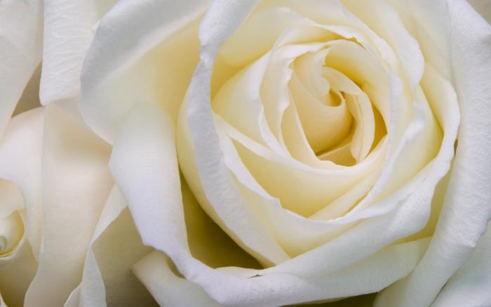 valkoinen ruusu upea kukinta
