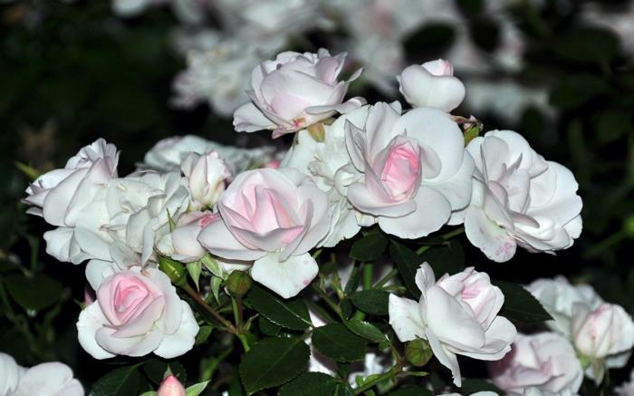 valkoinen ruusu vaaleanpunainen vivahteinen pensas