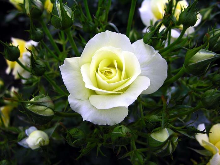 valkoinen ruusu sitruunankeltainen vivahde