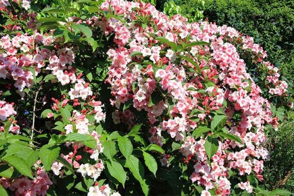 weigelia kukkiva hedge, hedge kasvit