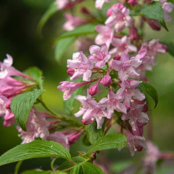 weigelia vaaleanpunaiset kukat nopeasti kasvava pensas