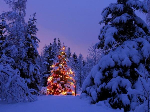 joulukuusi valot luminen metsä